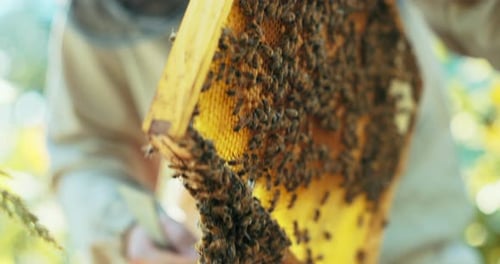 Close Up Shot Slow Motion on Person Bearded Beekeeper in Protective Suit Holding Honeycomb Wooden