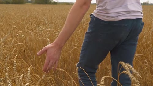 Horticulturist Walks Between Golden Wheat Spikelets in Field