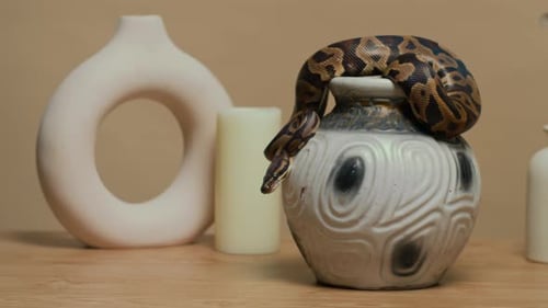 Serpent python posé sur un vase en céramique dans un décor minimaliste