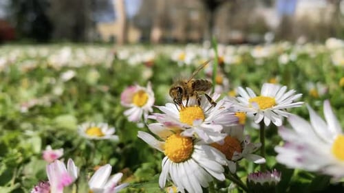 A Bee Around A Flower Close Up