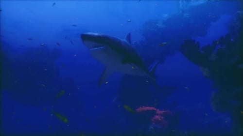 Majestic Shark Gliding Through Vibrant Underwater Landscape in Ocean Depths