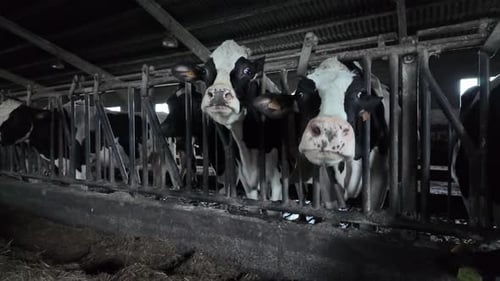 Curious Holstein Dairy Cows Looking Out From Their Farm Stable