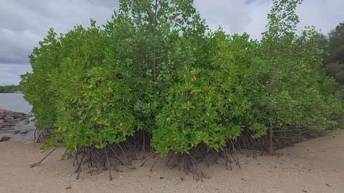 A tropical mangrove forest along a coastal shoreline