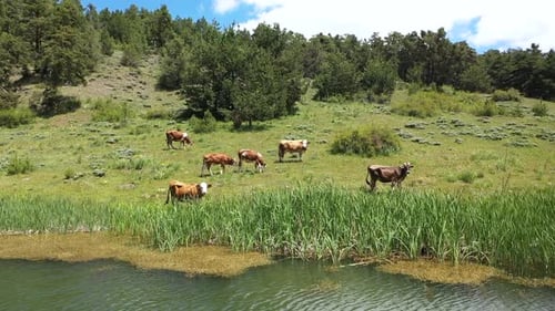 Vue aérienne d'un troupeau de vaches paissant au bord du lac dans la forêt 2