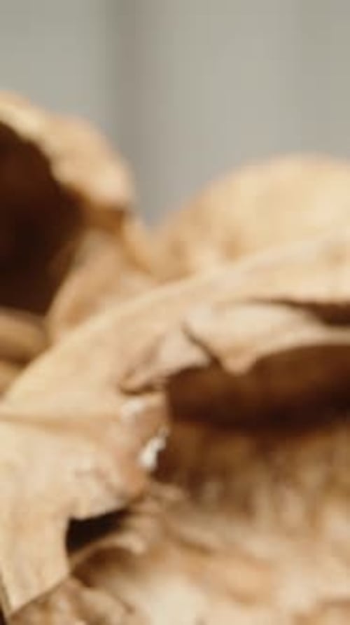 A mountain of empty walnut shells on a white background. Dolly slider extreme close-up. Vertical