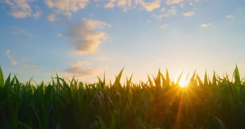 Corn Field in Sun Burst