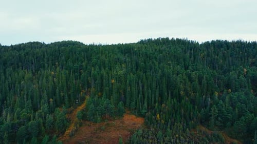 Aerial View Of Lush Green Pine Tree Forest.
