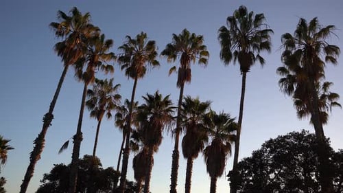 Palm Trees in sunny area