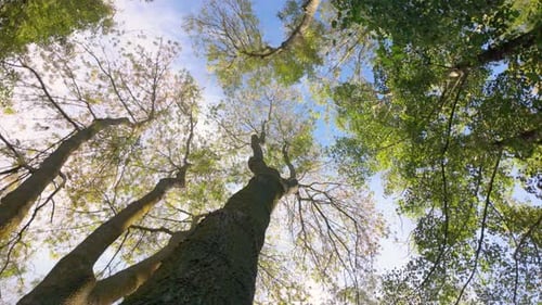 a view looking up at the sky through the canopy of trees. The trees have green and yellow leaves,The