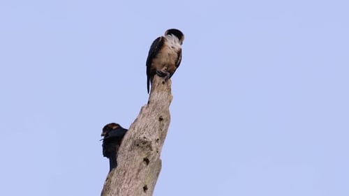 Two Birds Perched on Tree Trunk in Daylight