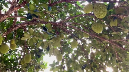 Frische junge grüne Jackfrucht hängt am Baum