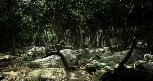 Exploring the Enchanting Forest of Rocks and Lush Greenery