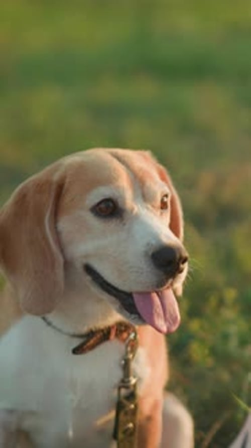 Close up of Beagle Dog Outdoors