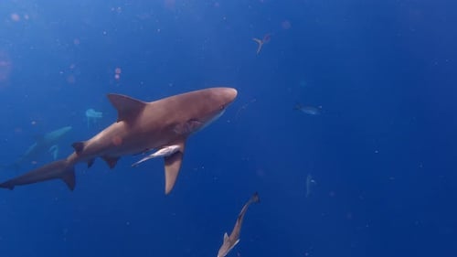 Bull shark effortlessly swims through deep blue ocean - side profile