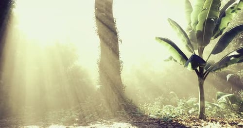 Sunlight Filtering Through Trees in a Tranquil Forest Setting