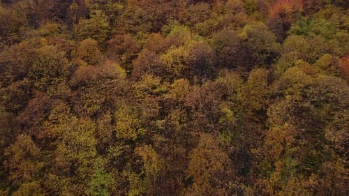 Autumn forest trees yellow and red foliage, woodland aerial view in fall season, natural colorful pa