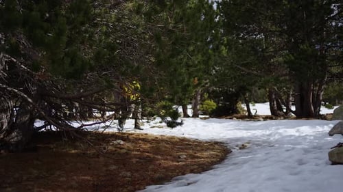 Hiker Walking in Snowy Mountain Forest Trail with Backpack and Trekking Poles