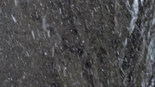 Winter Snowfall with Trees in Background