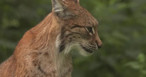 The Eurasian lynx (Lynx lynx) in the forest.