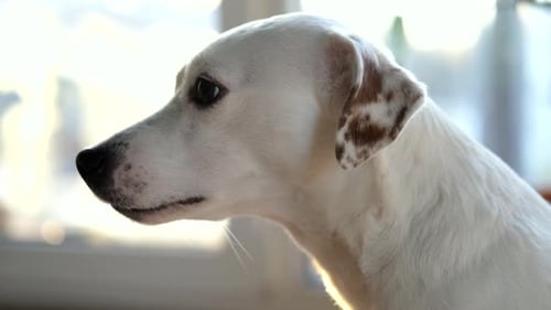 portrait of white dog jack russell