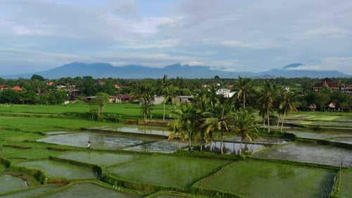 tropical rice field with coconut trees over village in Ubud Bali at sunrise, aerial