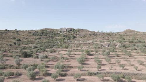 Luftbild der Olivenbaumfelder