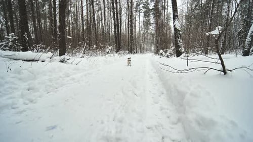 A Girl and Her Jack Russell Terrier Dog are Running Through the Woods