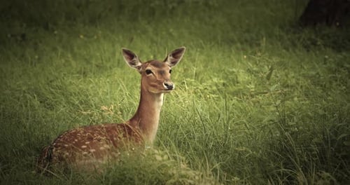 Spotted Fawn Resting Peacefully in Grassy Meadow