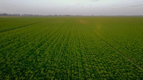 Growing Green Wheat Grain Crops in Agricultural Field in Spring