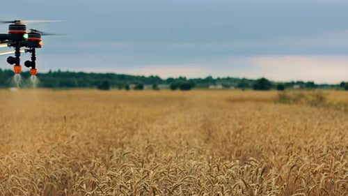 Drone Spraying A Wheat Field