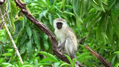 Vervet Monkey sitting in a tree with green leaves as a backdrop