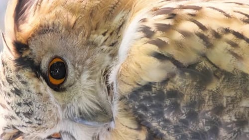 Closeup of a Horned Owl with Yellow Eyes Looking for Prey Vertical Video