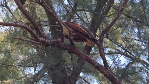 Majestic Bird of Prey Perched on Pine Tree Branch in Its Natural