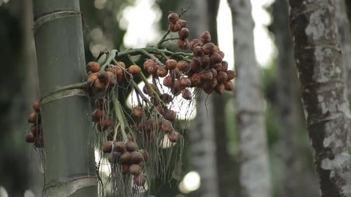 Close up zoom in shot of areca nut fruit on tree.