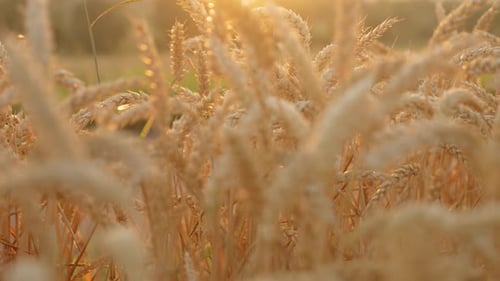 Golden Wheat Field at Sunset Farmland Sunset in Agriculture Crops Yellow Wheat Stalks Close Up