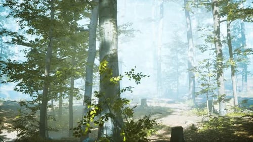 Sunny Silhouetted Forest with Sunbeams Through Fog