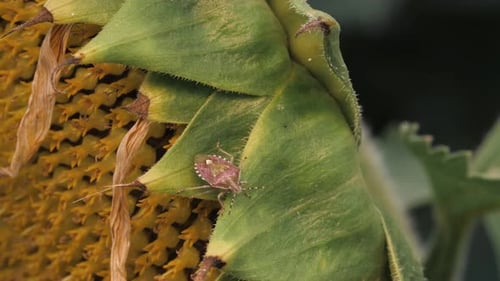 Un escarabajo dañino come hojas de girasol en un campo agrícola. Primer plano