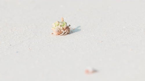 Close Up Footage of Small Crustaceans in a Shell Crawling on the White Sand of a Beach in the