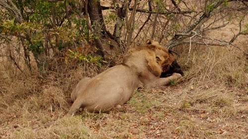 Lion Lying Down Eating Prey in African Wilderness