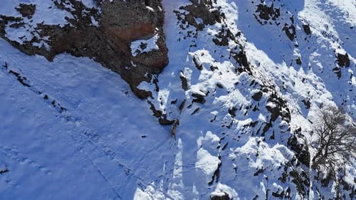 Mountain Goats