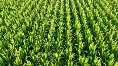Drone flying over corn field at sunset. Drone flies over green agricultural corn field. Beautiful su