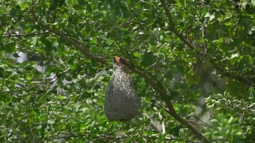 un oiseau tisserand strié sur un nid avec un fond de feuilles vertes luxuriantes