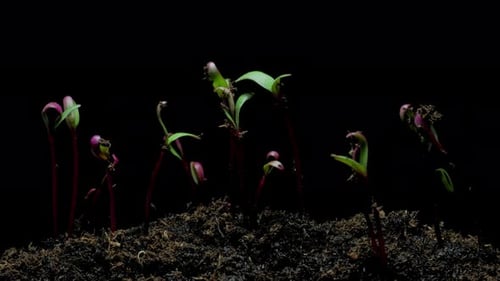 Germinating Seeds Sprout Time-Lapse