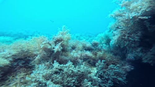 Underwater Sea Bottom with Stones Sea Weed in Blue Sea