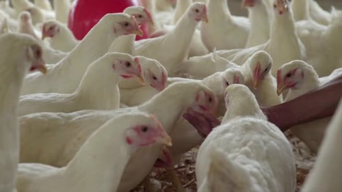 Farmer hand feeding free range chickens