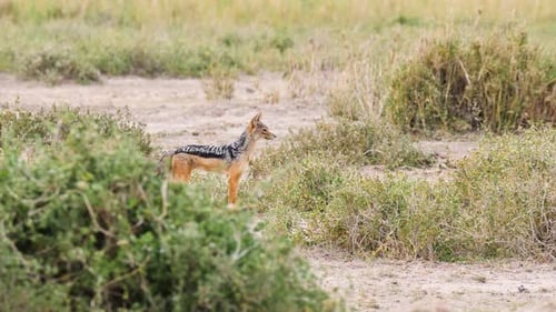 African Black Backed Jackal moving in the bushes trying to find a prey to eat in UHD