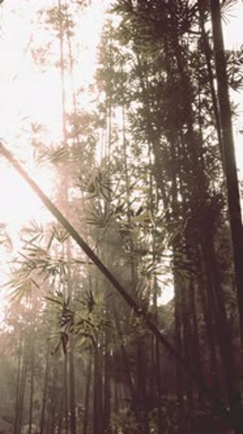 Sun Shines Through Forest Trees Vertical