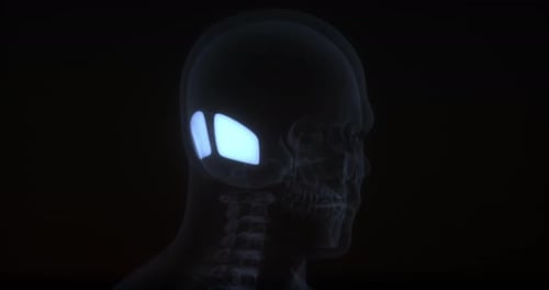 3D Digital Scan of Human Head and Brain Rotation