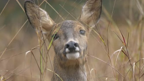 Eye contact with young female roe deer. Surrounded by high grass on meadow in northern Sweden.