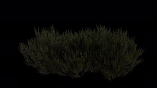 Shrub Field blowing in the wind Loop Animation. Wind blows the Shrub Plant. Alpha Channel